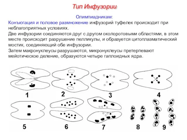 Олимпиадникам: Конъюгация и половое размножение инфузорий туфелек происходит при неблагоприятных условиях. Две