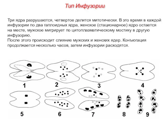 Три ядра разрушаются, четвертое делится митотически. В это время в каждой инфузории