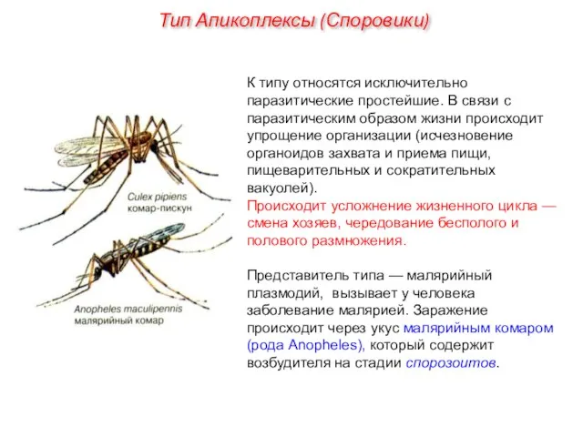 К типу относятся исключительно паразитические простейшие. В связи с паразитическим образом жизни