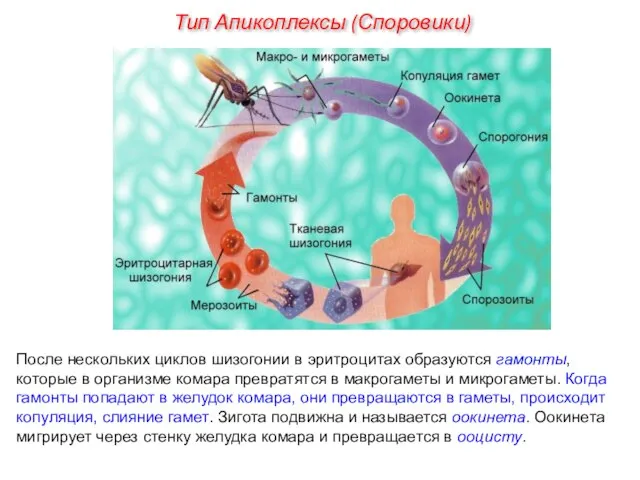 После нескольких циклов шизогонии в эритроцитах образуются гамонты, которые в организме комара