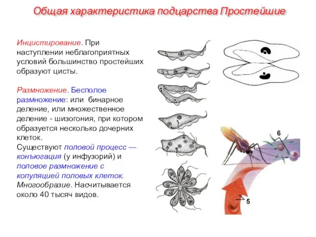 Инцистирование. При наступлении неблагоприятных условий большинство простейших образуют цисты. Размножение. Бесполое размножение: