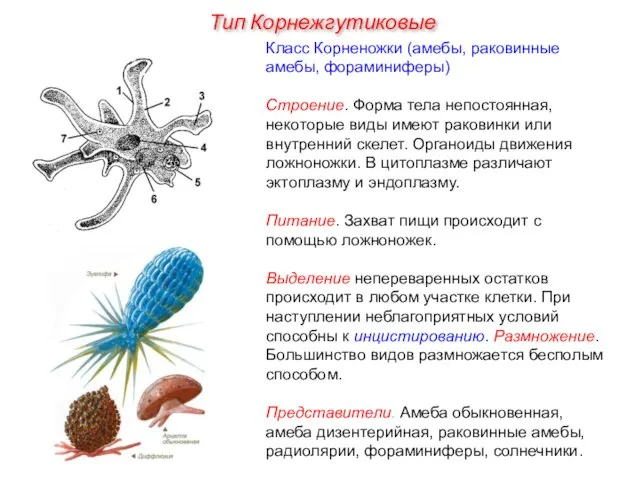 Класс Корненожки (амебы, раковинные амебы, фораминиферы) Строение. Форма тела непостоянная, некоторые виды