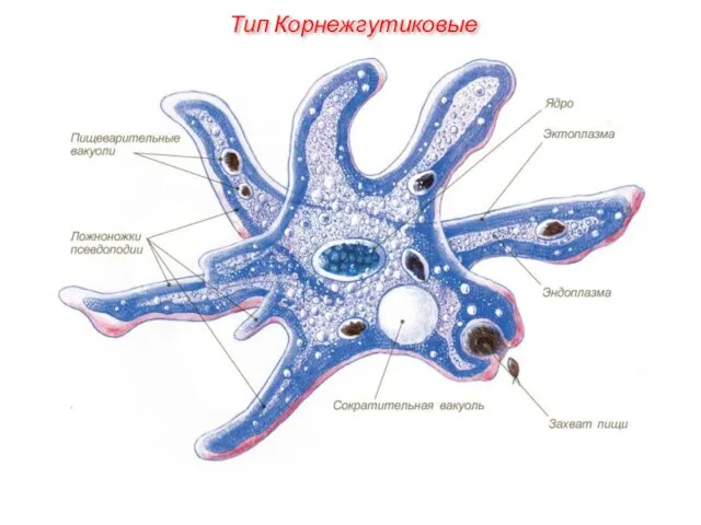 Тип Корнежгутиковые