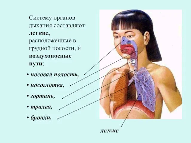 Систему органов дыхания составляют легкие, расположенные в грудной полости, и воздухоносные пути: