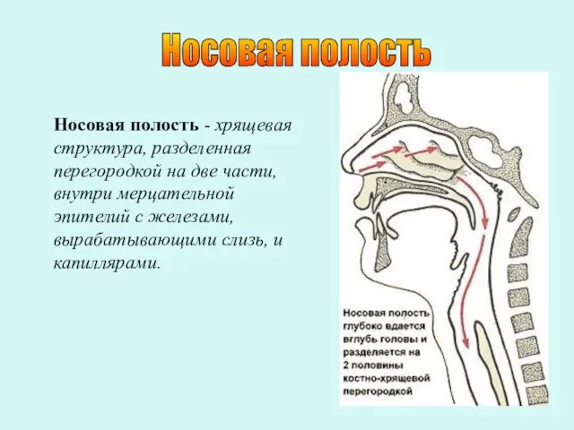 Носовая полость Носовая полость - хрящевая структура, разделенная перегородкой на две части,