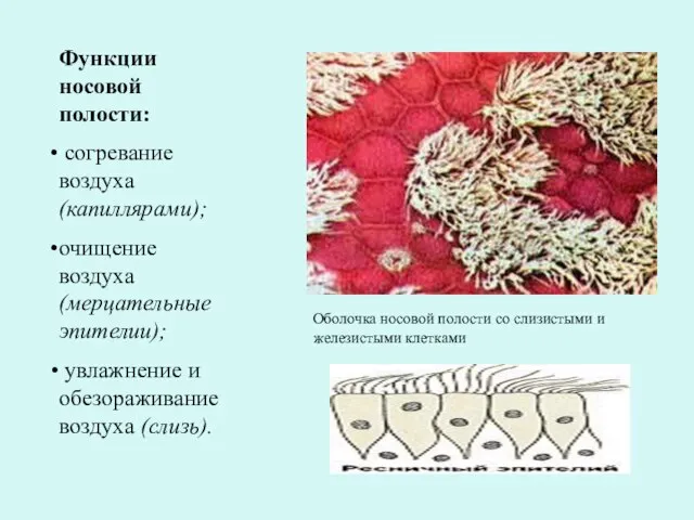 Функции носовой полости: согревание воздуха (капиллярами); очищение воздуха (мерцательные эпителии); увлажнение и