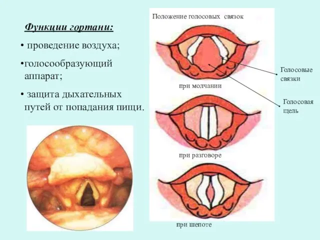 Функции гортани: проведение воздуха; голосообразующий аппарат; защита дыхательных путей от попадания пищи.