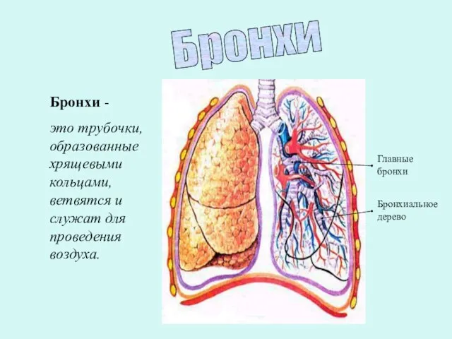 Бронхи Бронхи - это трубочки, образованные хрящевыми кольцами, ветвятся и служат для