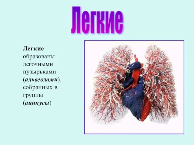 Легкие Легкие образованы легочными пузырьками (альвеолами), собранных в группы (ацинусы)