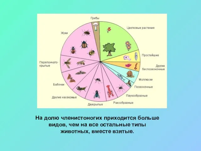 На долю членистоногих приходится больше видов, чем на все остальные типы животных, вместе взятые.