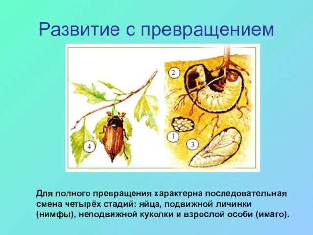 Развитие с превращением Для полного превращения характерна последовательная смена четырёх стадий: яйца,