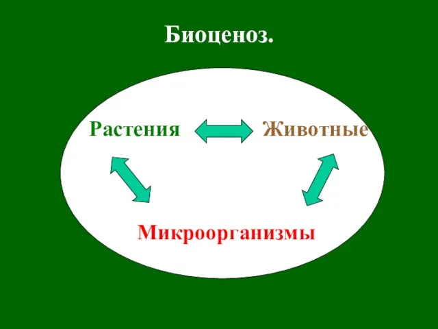 Биоценоз. Растения Животные Микроорганизмы