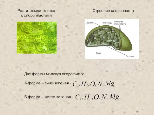 Строение хлоропласта Растительная клетка с хлоропластами Две формы молекул хлорофилла: А-форма –