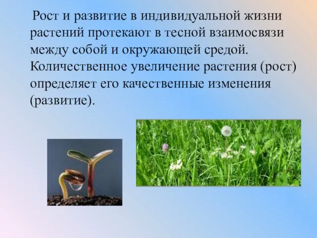 Рост и развитие в индивидуальной жизни растений протекают в тесной взаимосвязи между