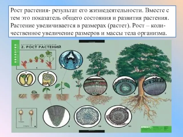 Рост растения- результат его жизнедеятельности. Вместе с тем это показатель общего состояния