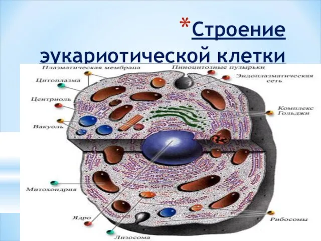 Строение эукариотической клетки