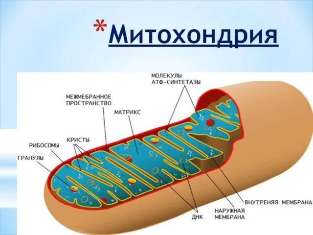 Митохондрия