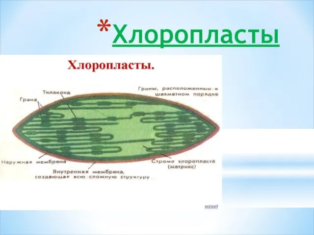 Хлоропласты