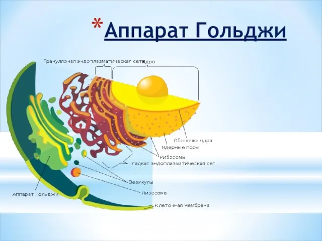 Аппарат Гольджи