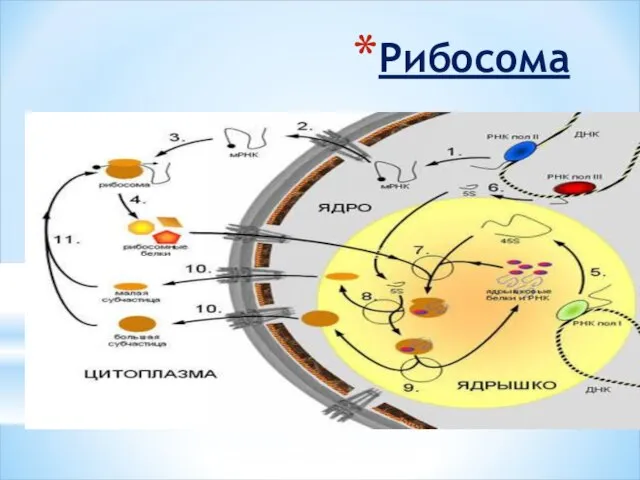 Рибосома