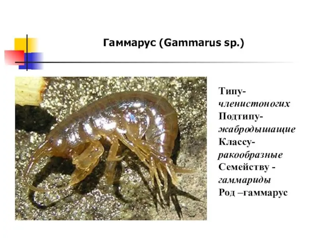 Гаммарус (Gammarus sp.) Типу- членистоногих Подтипу- жабродышащие Классу- ракообразные Семейству -гаммариды Род –гаммарус