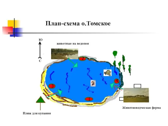 План-схема о.Томское С Ю Пляж для купания животные на водопои Животноводческая ферма 1 2 3 4