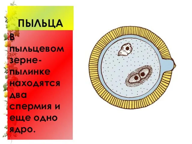 ПЫЛЬЦА В пыльцевом зерне-пылинке находятся два спермия и еще одно ядро.