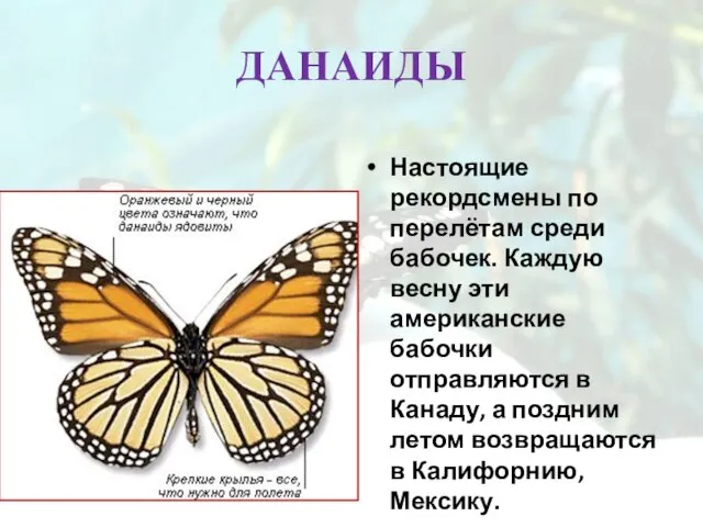 ДАНАИДЫ Настоящие рекордсмены по перелётам среди бабочек. Каждую весну эти американские бабочки