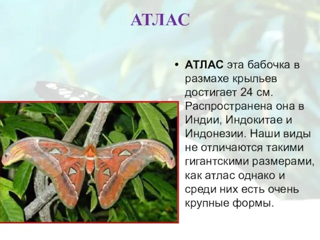 АТЛАС АТЛАС эта бабочка в размахе крыльев достигает 24 см. Распространена она