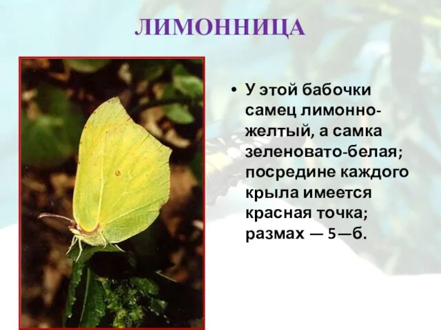 ЛИМОННИЦА У этой бабочки самец лимонно-желтый, а самка зеленовато-белая; посредине каждого крыла
