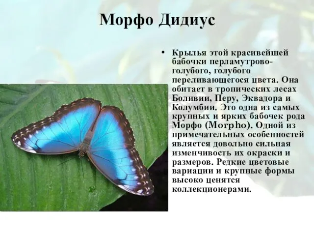 Морфо Дидиус Крылья этой красивейшей бабочки перламутрово-голубого, голубого переливающегося цвета. Она обитает