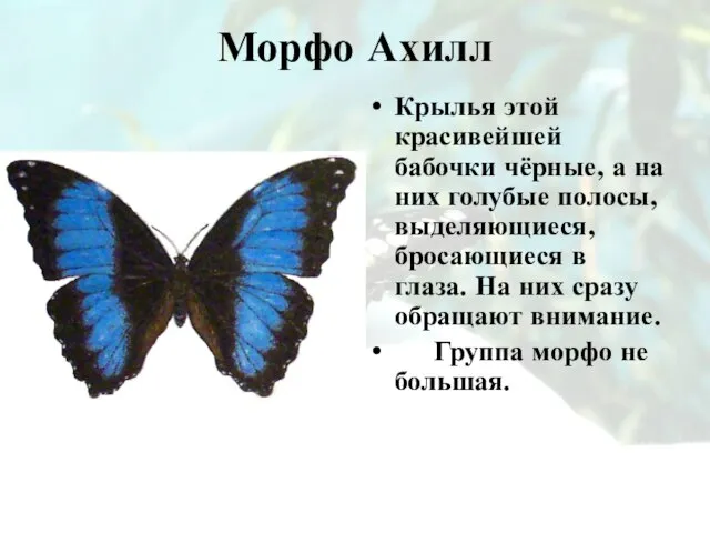 Морфо Ахилл Крылья этой красивейшей бабочки чёрные, а на них голубые полосы,