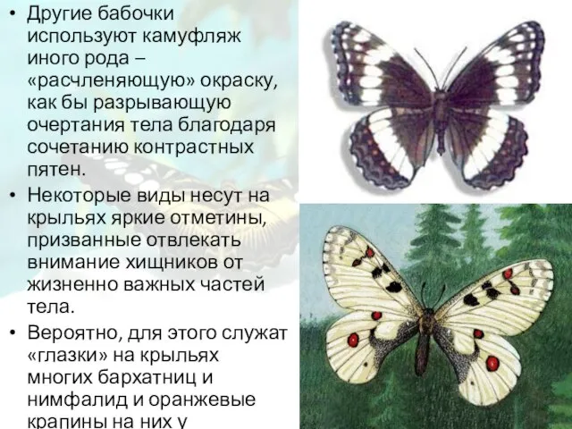 Другие бабочки используют камуфляж иного рода – «расчленяющую» окраску, как бы разрывающую