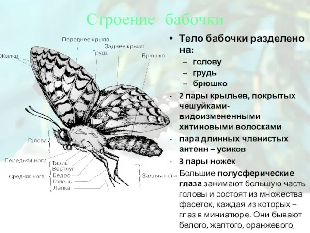 Строение бабочки Тело бабочки разделено на: голову грудь брюшко 2 пары крыльев,