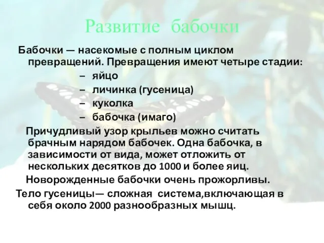 Развитие бабочки Бабочки — насекомые с полным циклом превращений. Превращения имеют четыре