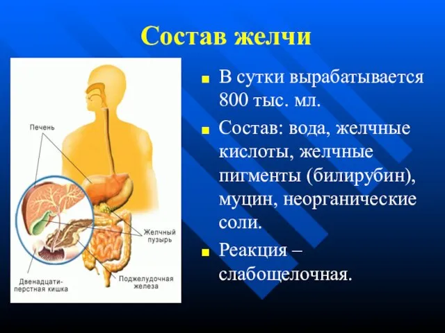 Состав желчи В сутки вырабатывается 800 тыс. мл. Состав: вода, желчные кислоты,