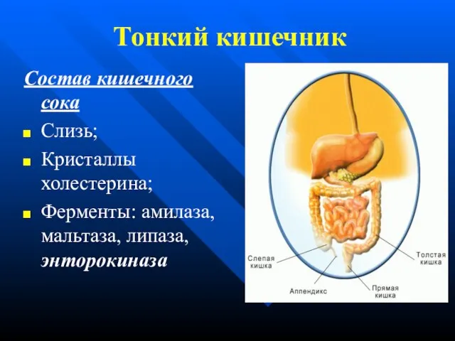 Тонкий кишечник Состав кишечного сока Слизь; Кристаллы холестерина; Ферменты: амилаза, мальтаза, липаза, энторокиназа
