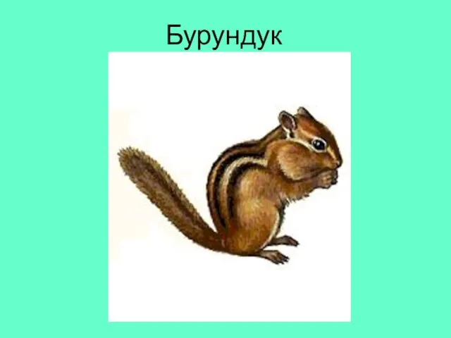 Бурундук