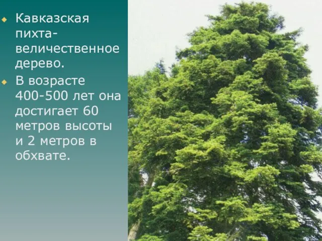 Кавказская пихта- величественное дерево. В возрасте 400-500 лет она достигает 60 метров