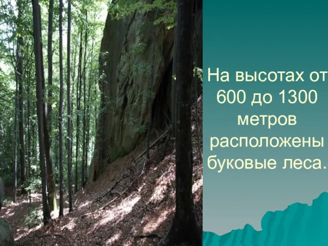 На высотах от 600 до 1300 метров расположены буковые леса.