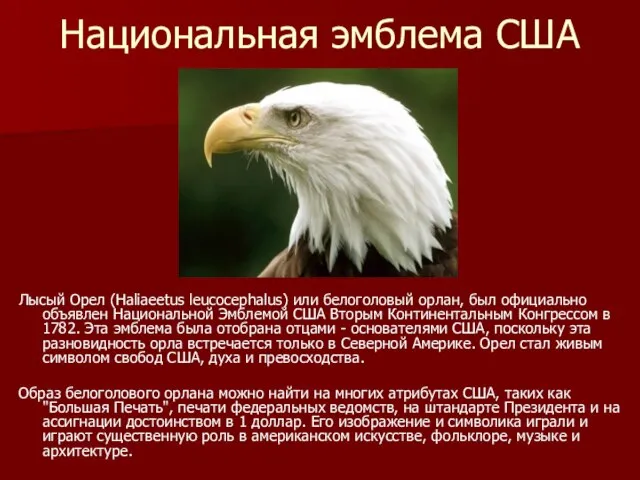 Национальная эмблема США Лысый Орел (Haliaeetus leucocephalus) или белоголовый орлан, был официально