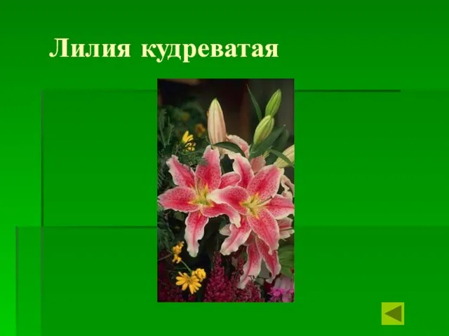 Лилия кудреватая