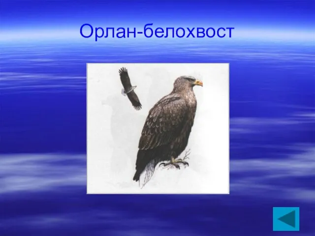 Орлан-белохвост