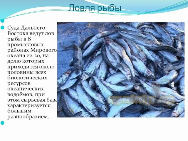 Ловля рыбы Суда Дальнего Востока ведут лов рыбы в 8 промысловых районах