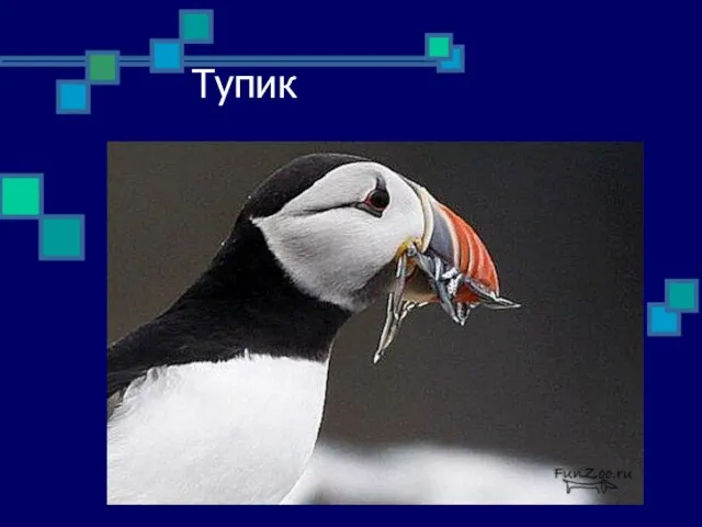 Тупик