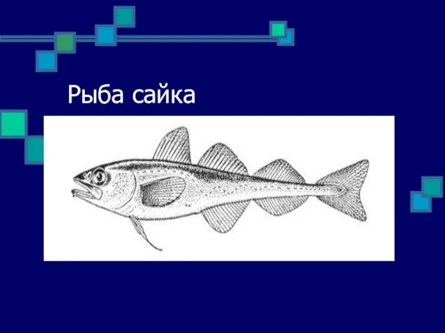 Рыба сайка