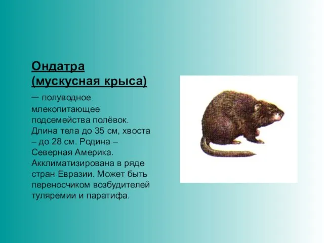 Ондатра (мускусная крыса) – полуводное млекопитающее подсемейства полёвок. Длина тела до 35