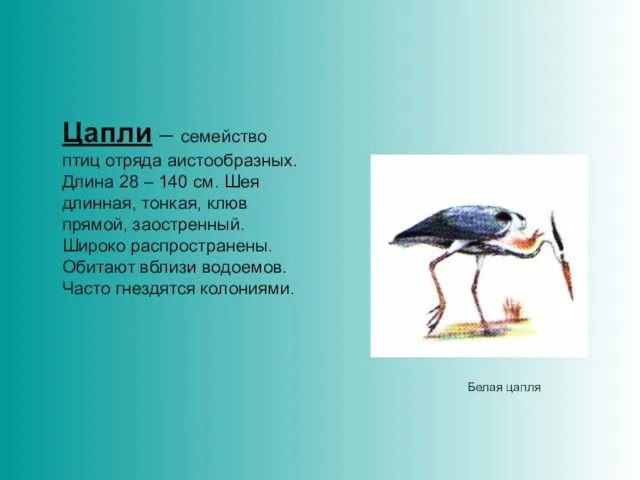 Цапли – семейство птиц отряда аистообразных. Длина 28 – 140 см. Шея