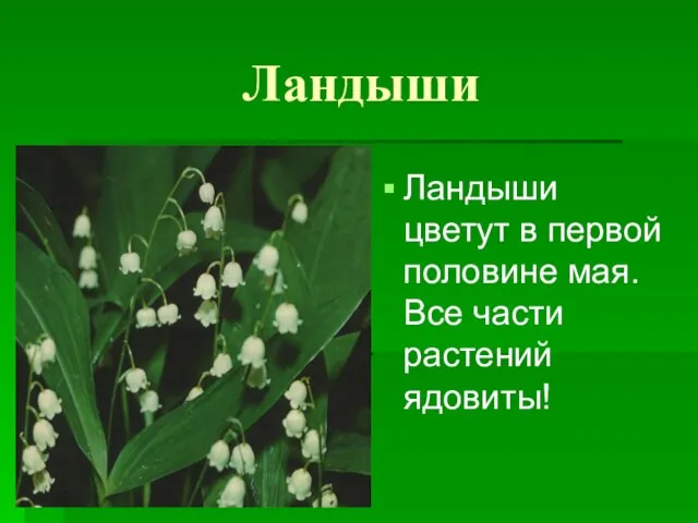 Ландыши ландыши Ландыши цветут в первой половине мая. Все части растений ядовиты!