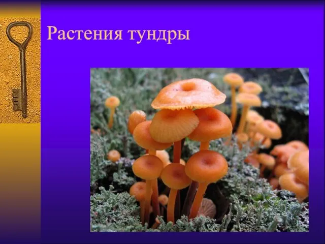 Растения тундры